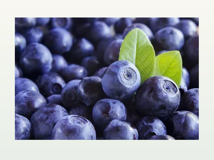 Bilberry Extract