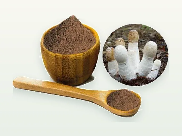 Coprinus Comatus Powder / Extract