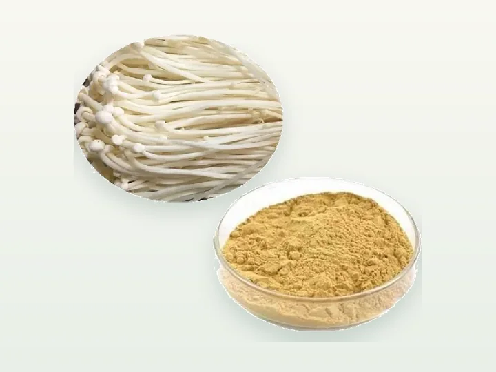 Enoki Mushroom Powder/ Extract