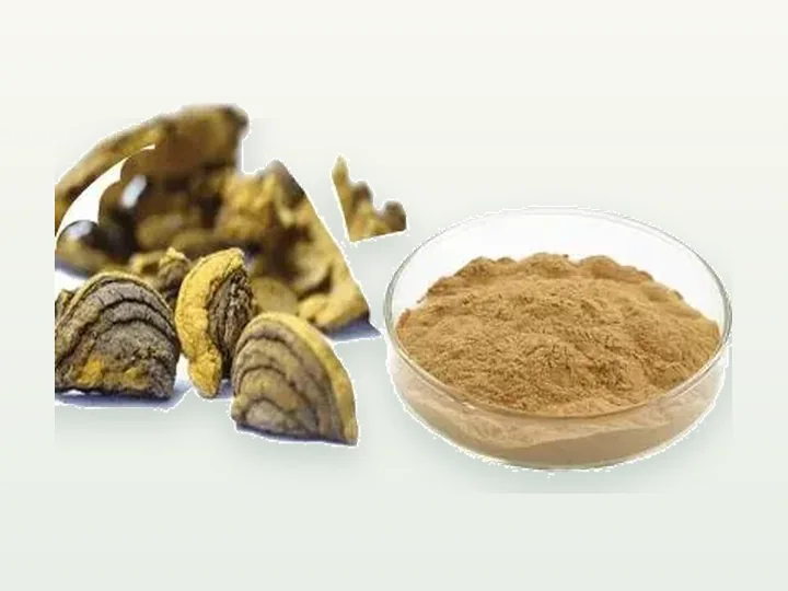 Phellinus Linteus Powder / Extract