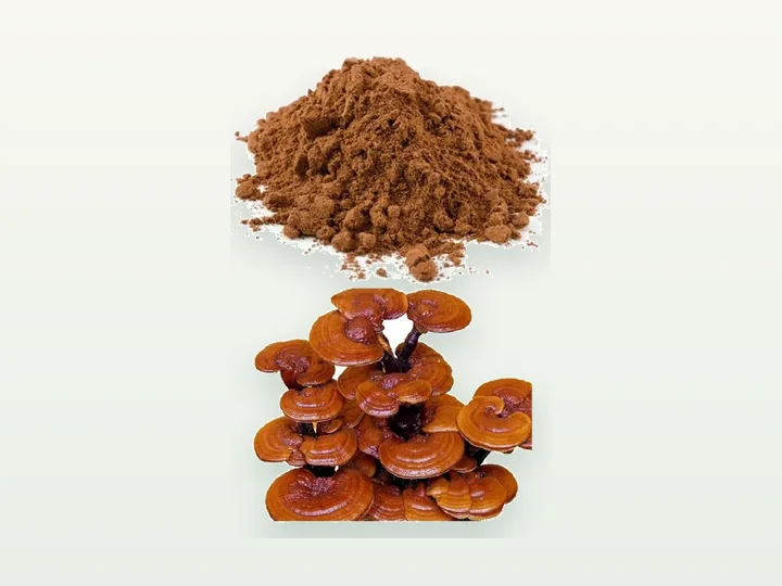 Reishi-Pilzpulver / Extrakt / Granulat